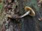 Fenyves sisakgomba (Galerina marginata), Börzsöny